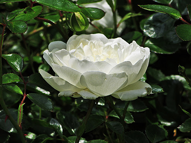 Small White Rose Photo