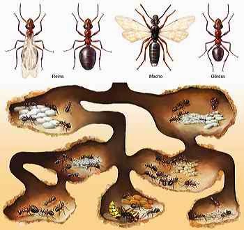 Ant colony optimization phd thesis