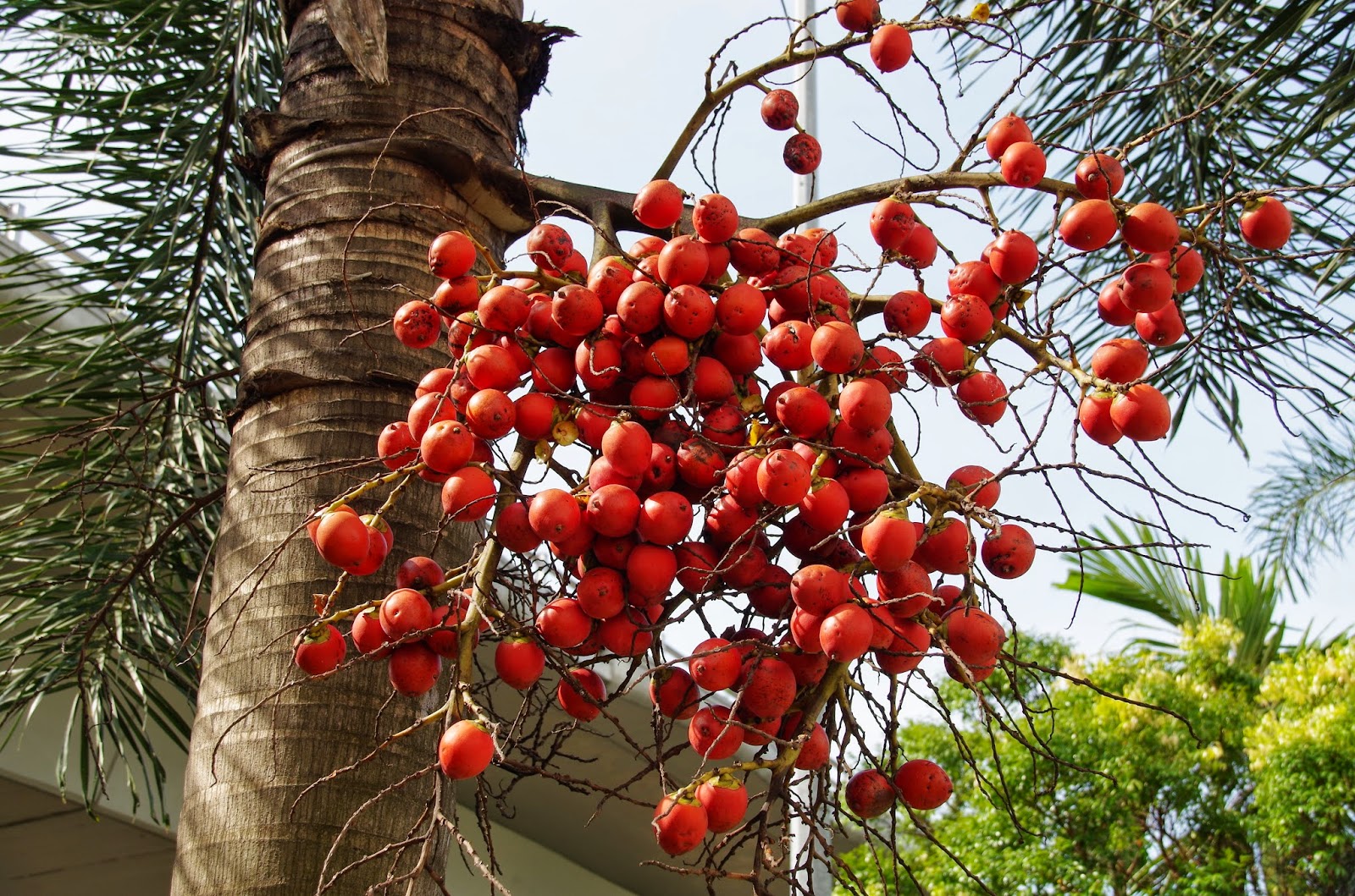 Trees and Plants Betel Nut Palm