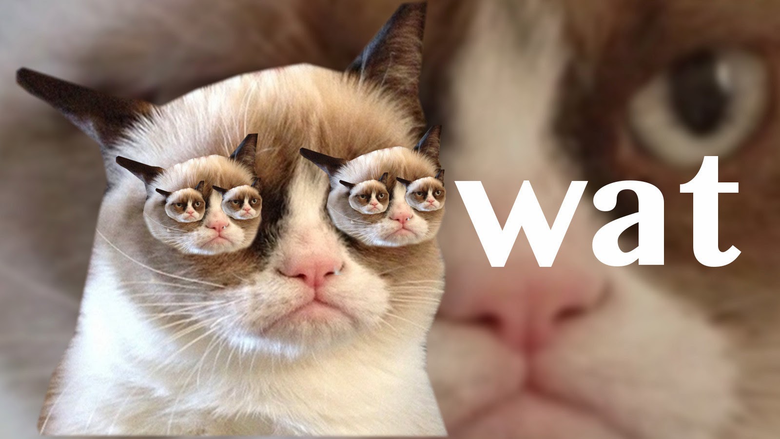 Strange Days Indeed News Grumpy Cat Toys Recalled Due To Chocking Hazard grumpy-cat-for-president-2016-grumpy-cat-know-your-meme