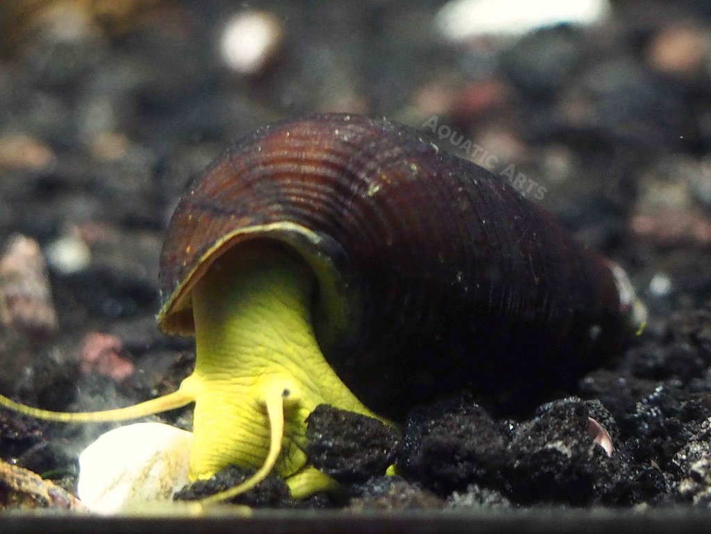The Best Types of Algae Eaters in Tropical Aquariums Rabbit Snail