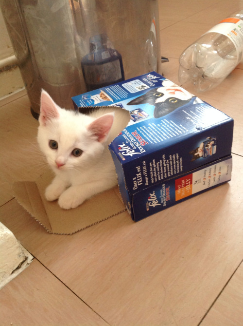 How To Train My Kitten Cat Training Guide