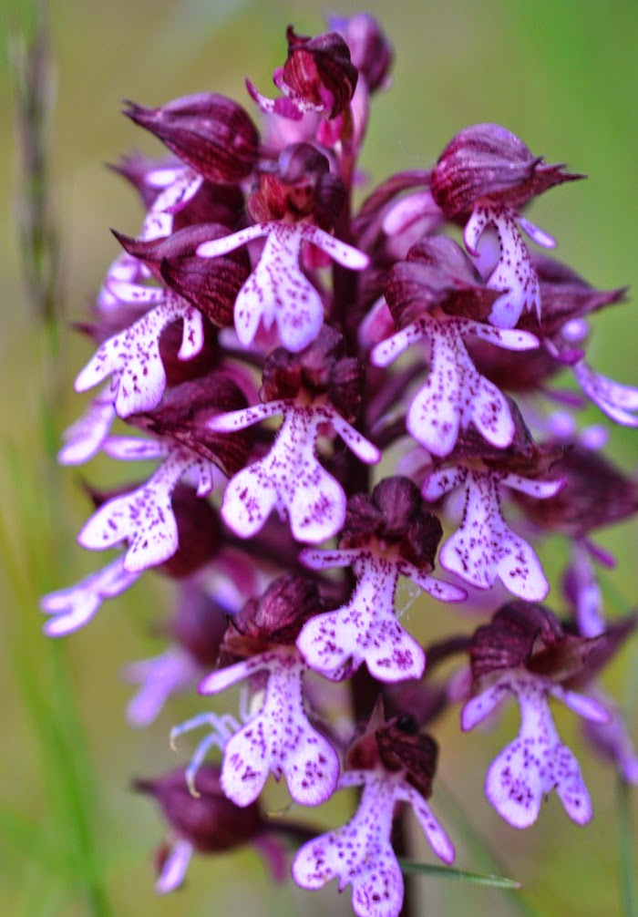 Orchis purpurea Orchis purpurea