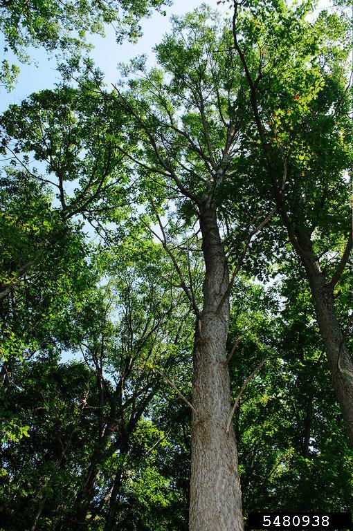 Meet A Tree The Blue Ash Fraxinus quadrangulata