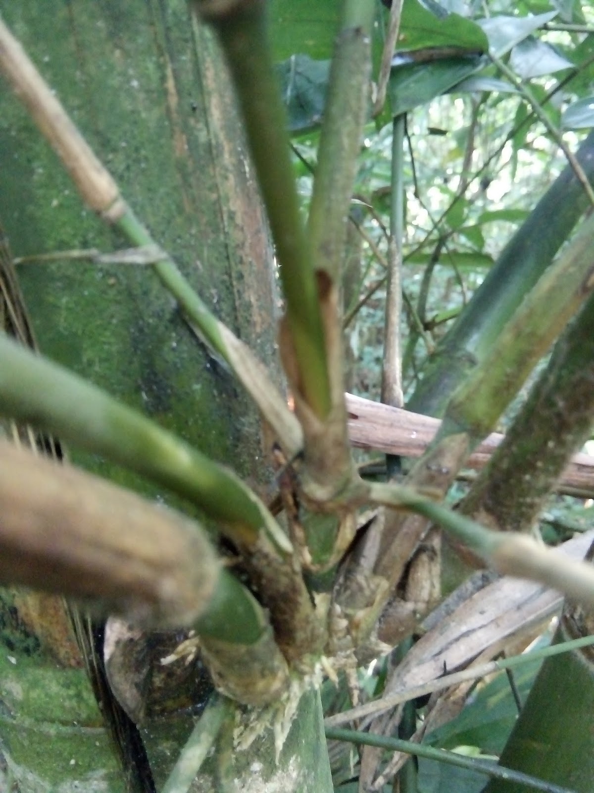 LA VIRDA BAMBU BERTUAH DAN MITOS BAMBU