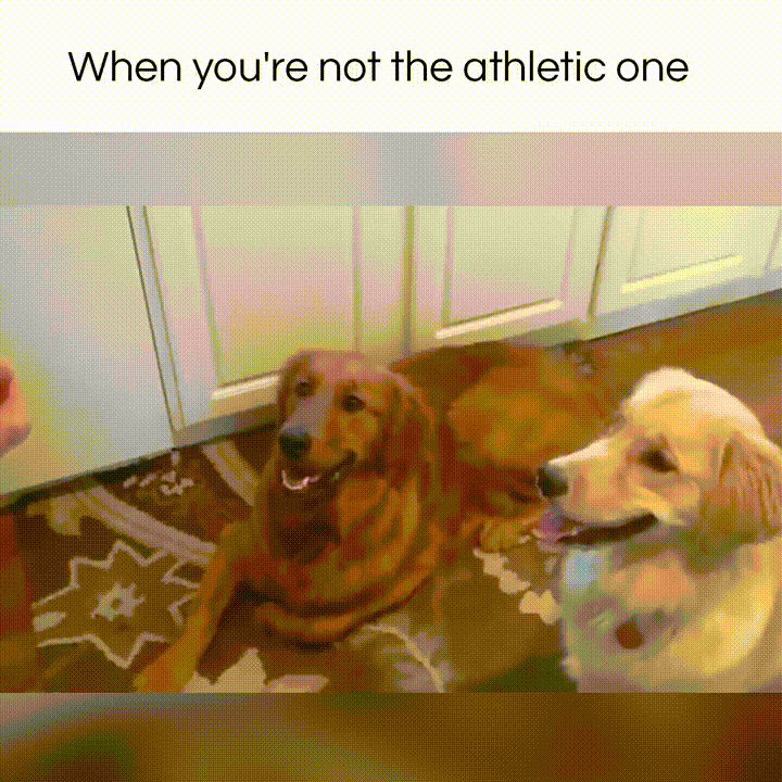 When You're Not The Athletic One. #adorable #golden #dogs #retriever 