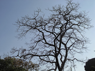 a deciduous tree
