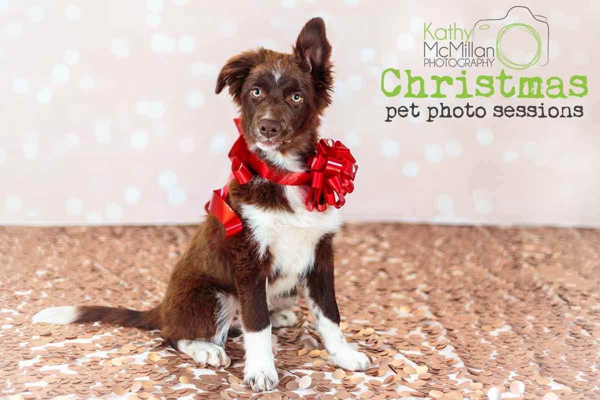 Brisbane Christmas Pet Photo Sessions Announced | Australian Dog Lover