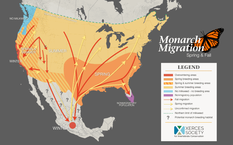 Mapa da migração das borboletas-monarca nos EUA
