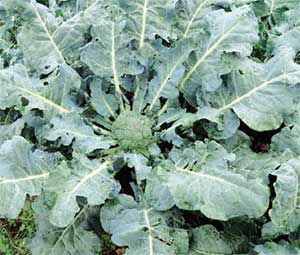 Agrobisnis Bertanam Brokoli Panduan Cara Bertanam