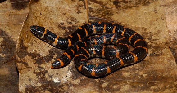 99 Pertanda Melihat Ular Melintas Di Di Rumah Paling Lengkap Primbon Alamat Ular