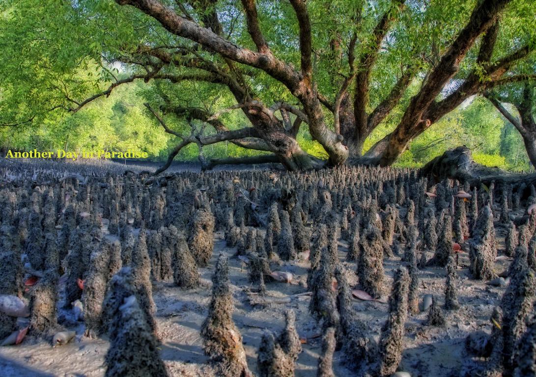 Another Day In Paradise Sundarban, the exceptional gift of God.
