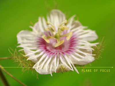 focus stacking focus stacking