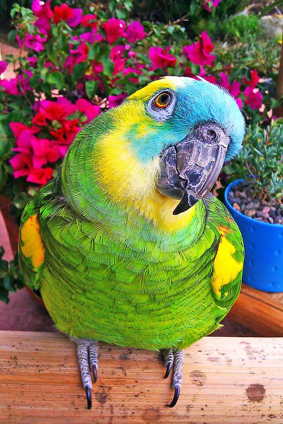 Amazon Parrot Bird Breed Information,Pictures and Species Amazing