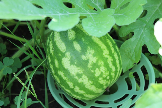 A watermelon resting on a melon cradle.