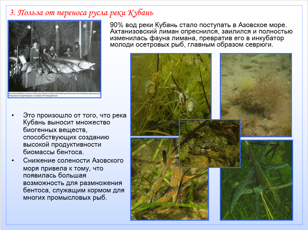 река кубань русло. русло реки кубань. изменение русла реки. лоции реки кубань. старое русло кубани краснодар.