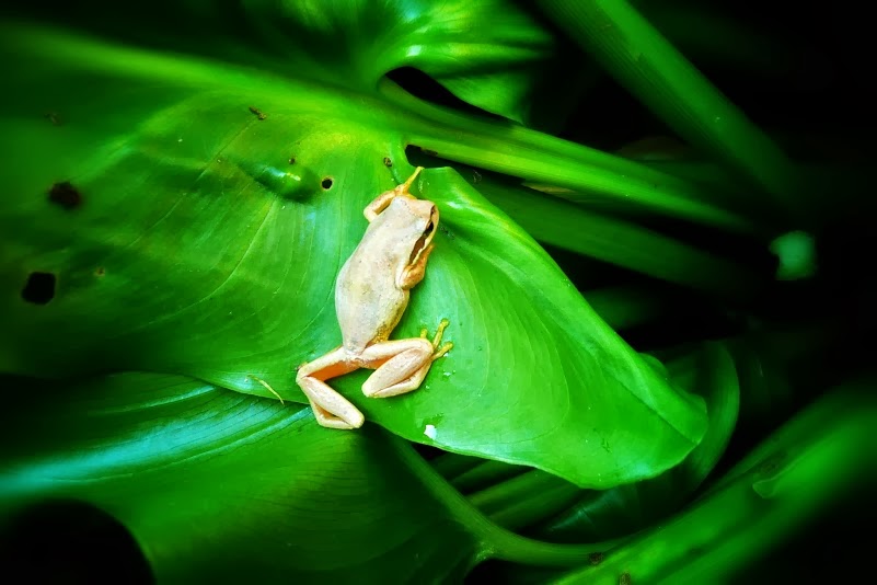 Wildlife Frog of Victoria Australia Photography Queentulip