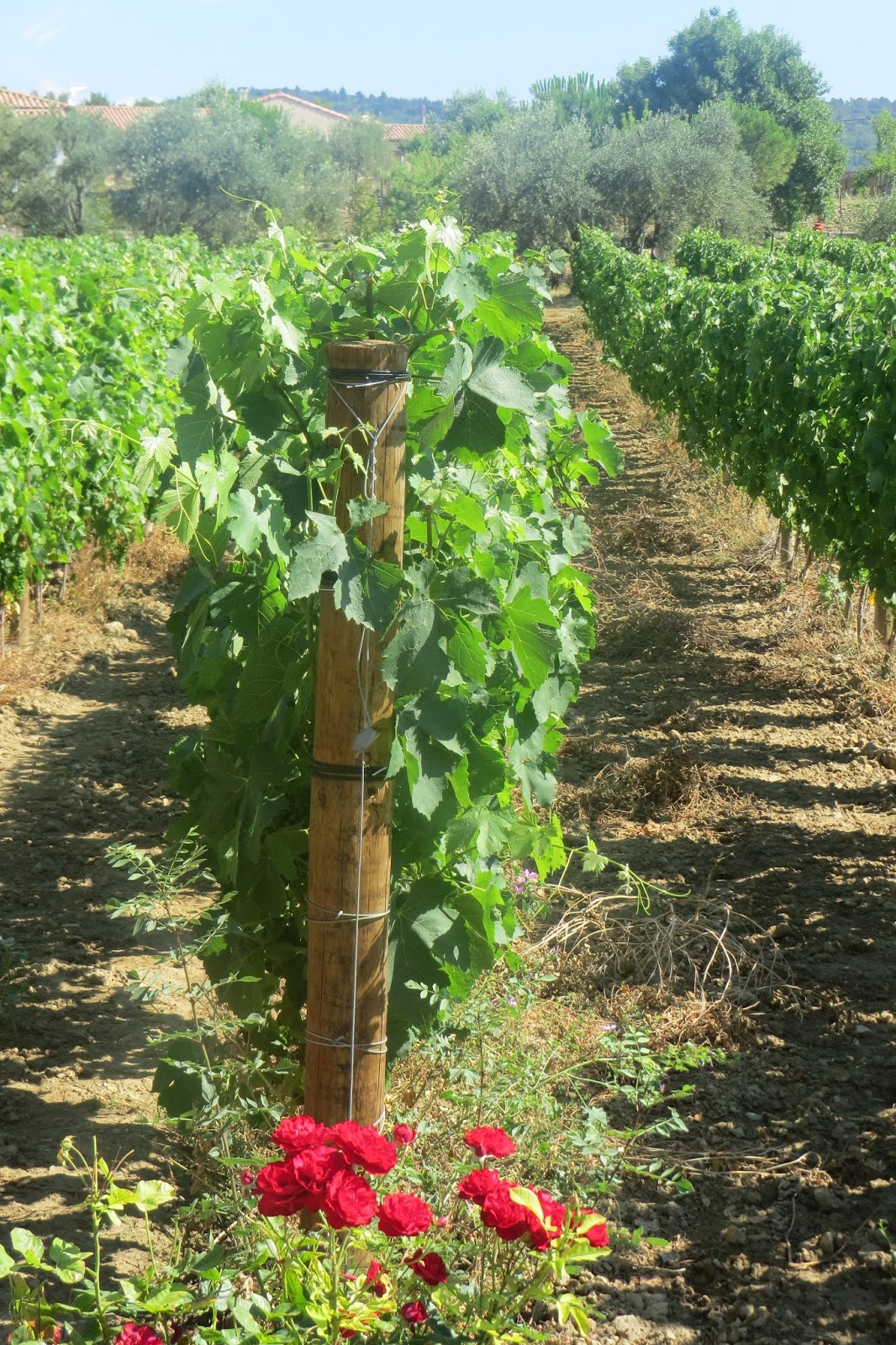 Nz Wine Blogger February 2017