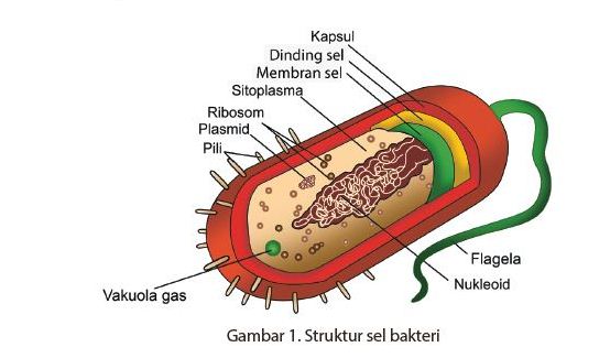 Gambarkan struktur sel bakteri lengkap dengan keterangan bagian-bagiannya