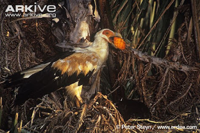 Palm-nut Vulture