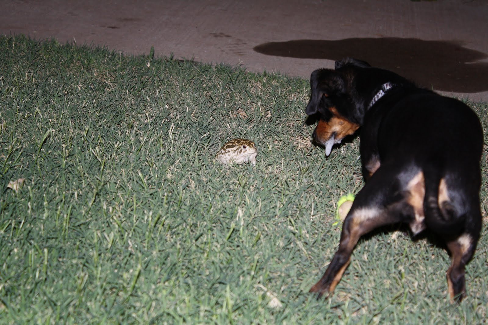 Paigylins Passion 2 Dogs and a Frog