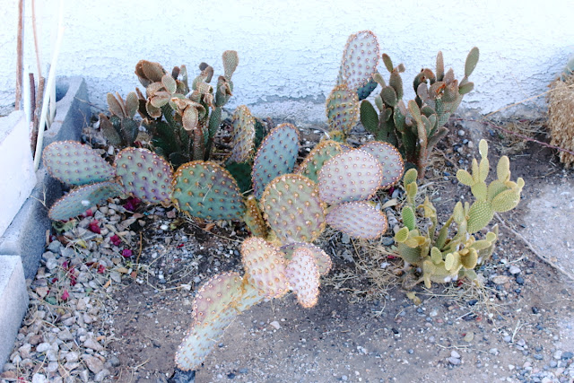 A photo of the four cactus under my window from 2017