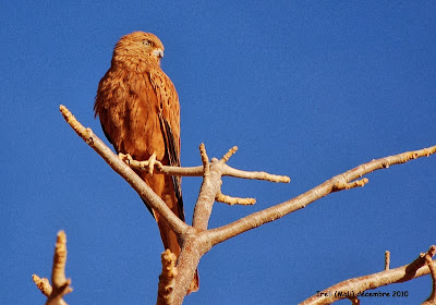 Cernícalo zorruno Falco alopex