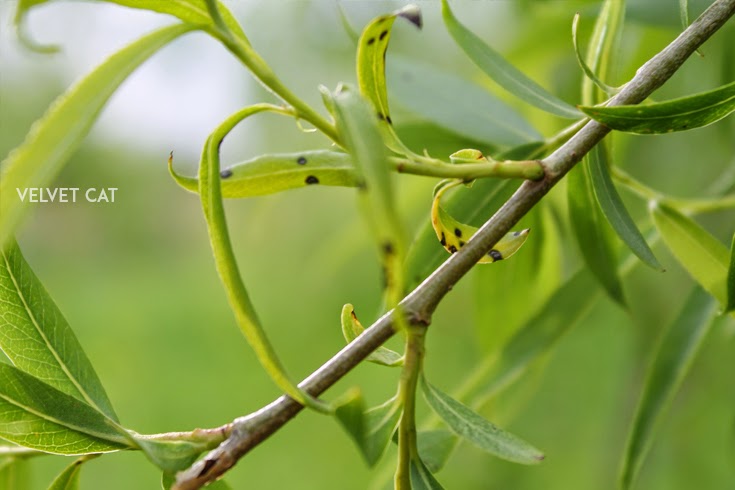 Hoy compartimos verde fotografía