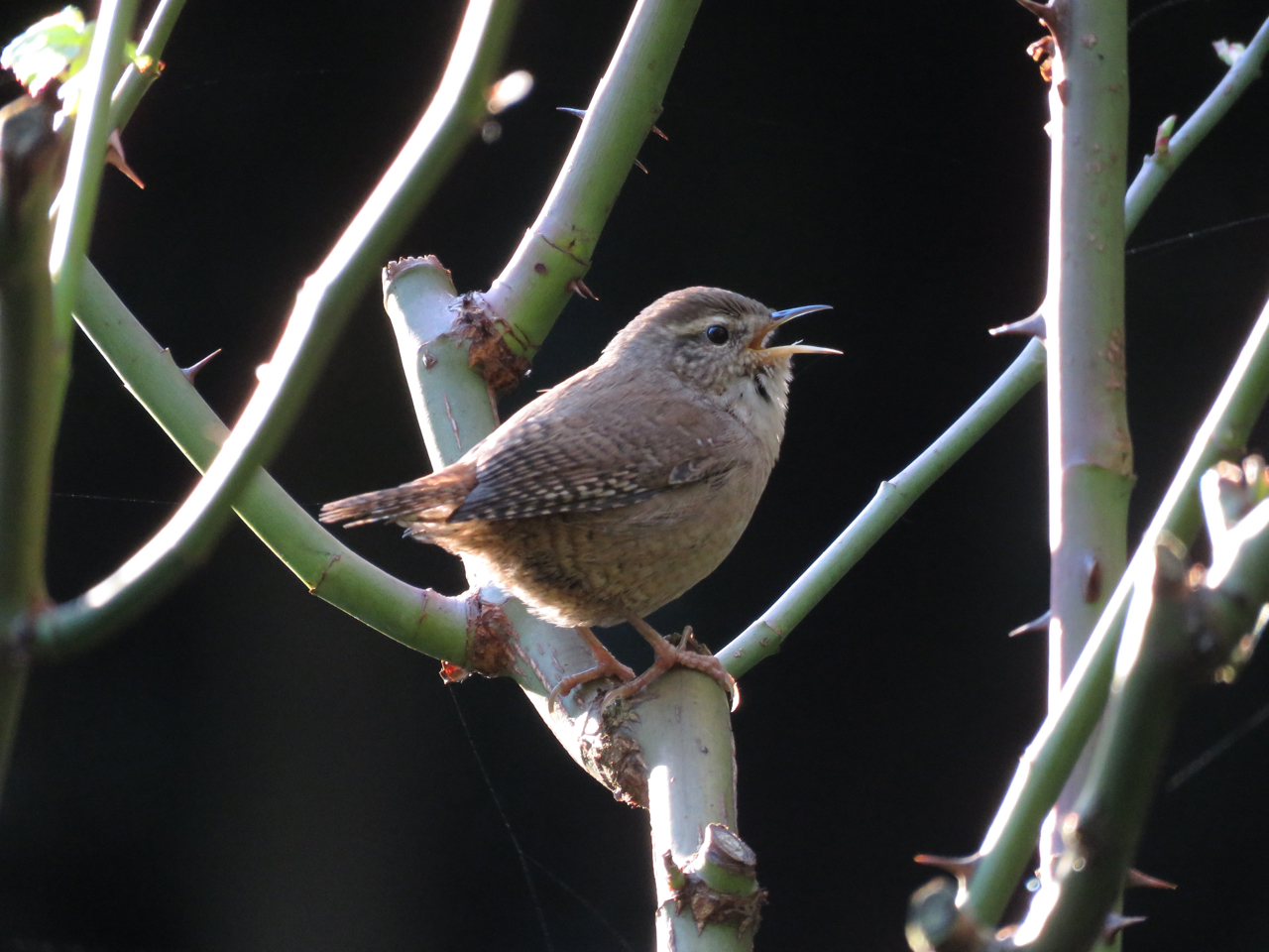 The Rattling Crow December songsters