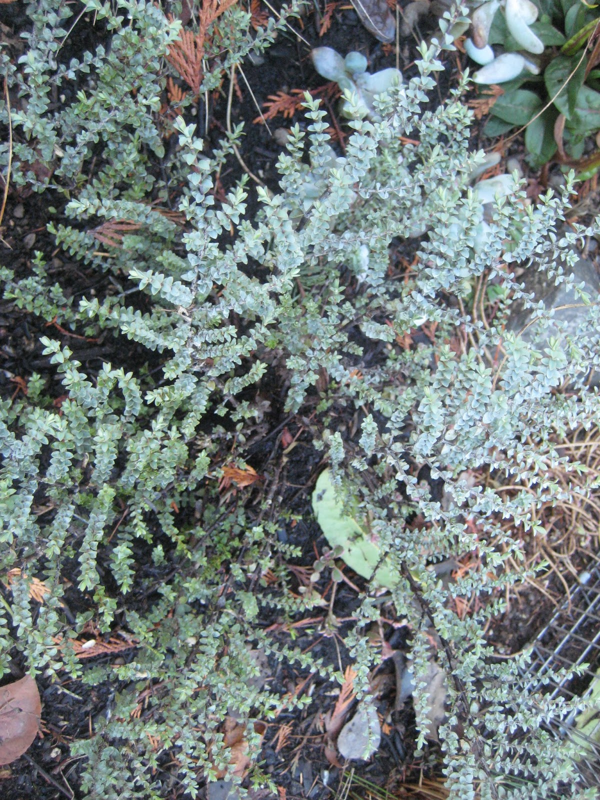 Where Eagles Fear To Perch Cotoneaster Lacteus Hedge Training