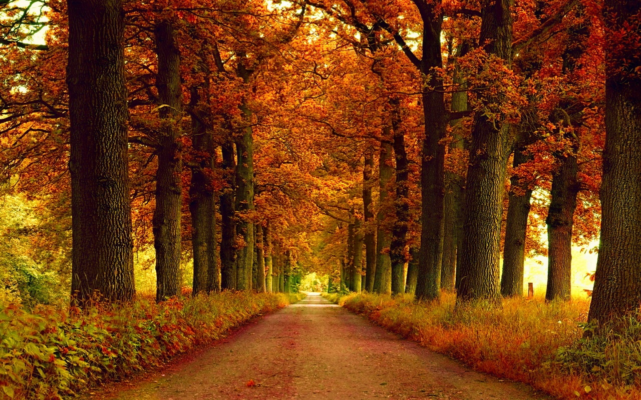 violetas: IMAGINE - EN OTOÑO