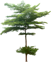 Tropical Plant Pictures: Terminalia Mantaly ( Madagascar Almond )