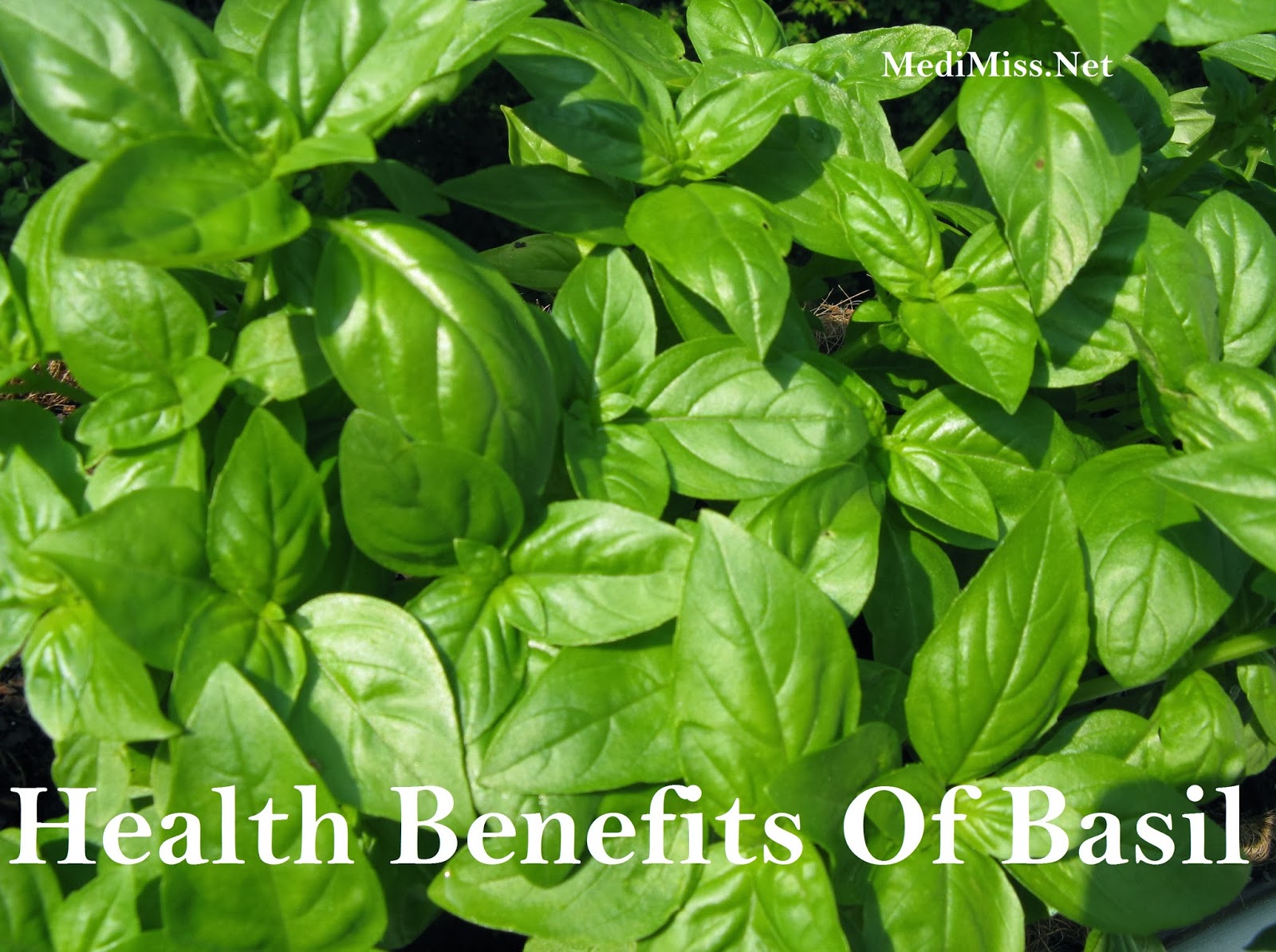 Health Benefits Of Basil SkinnyZine