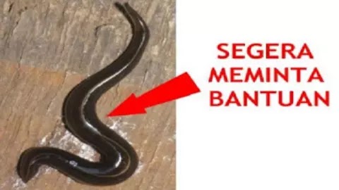 Jika Melihat Cacing Jenis Ini Di Rumah Anda Segeralah Minta