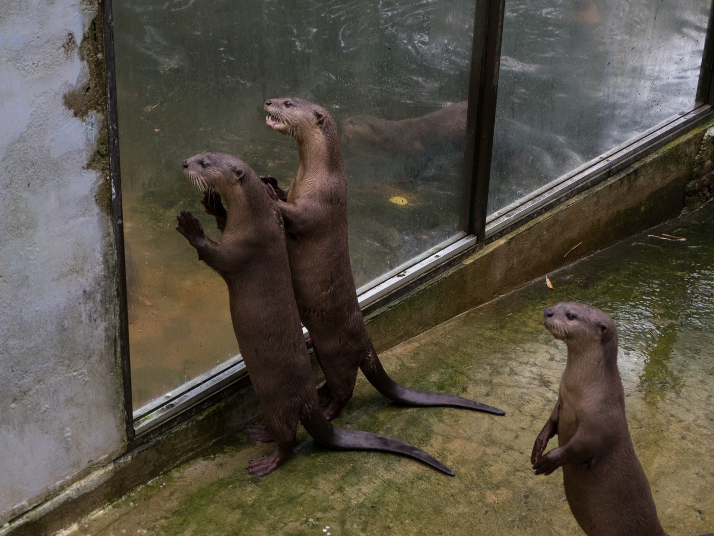 Hello Talalay A Visit To The Yangon Zoo