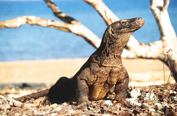 Kumpulan Puisi Islami