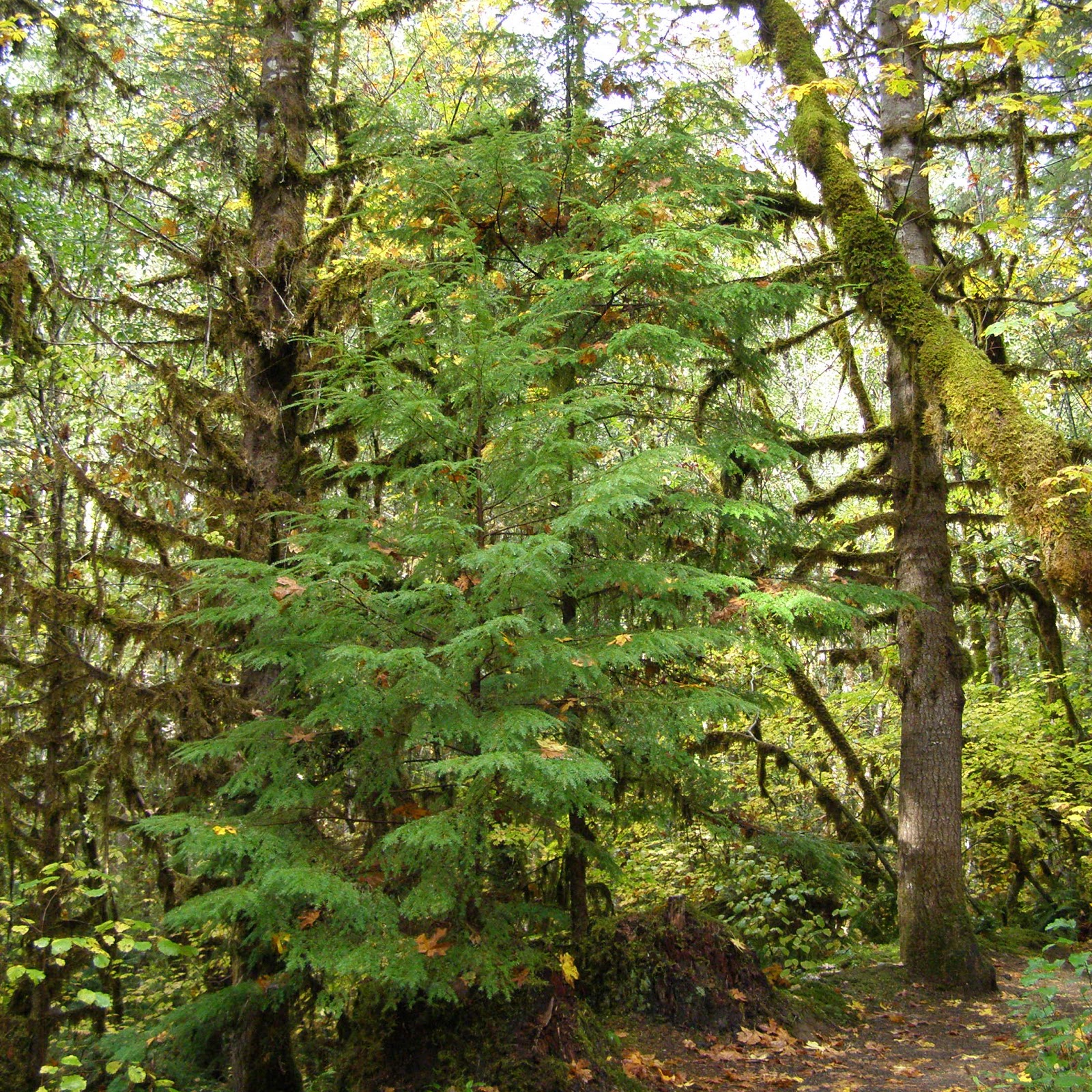 Earnest Efforts: Tidee Didee & Hunting Pacific Yew Trees