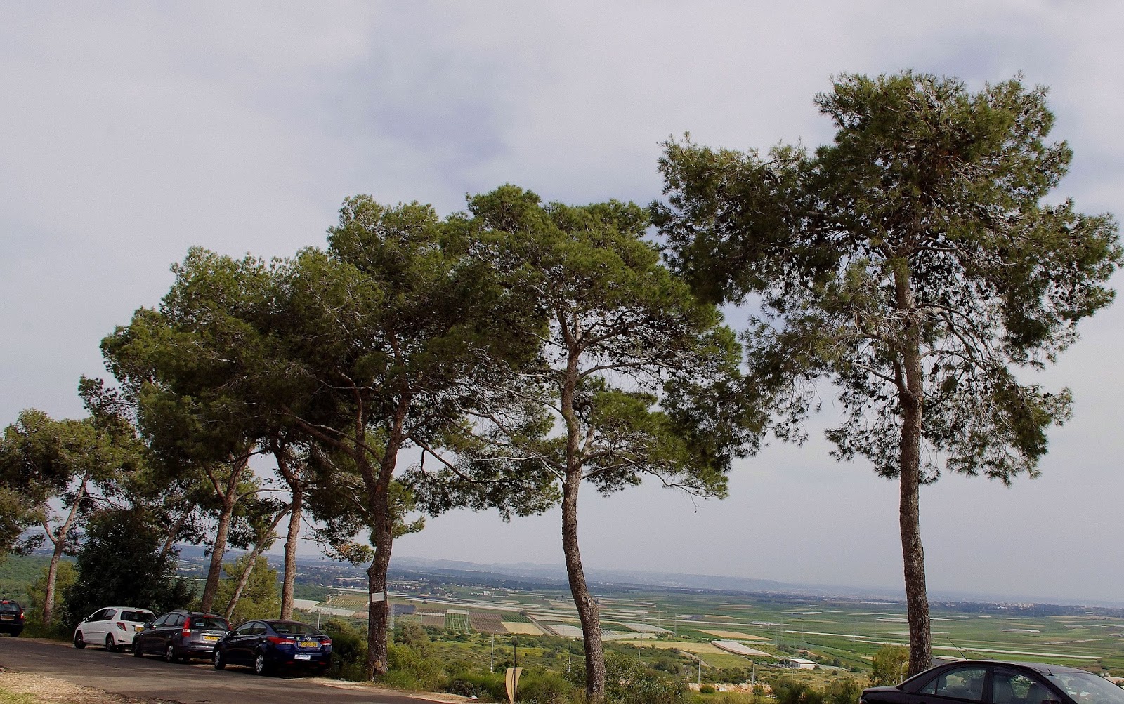 The Jerusalem Pine of Israel a hate/love story