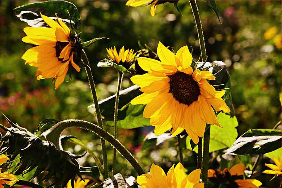 6 Benefits of Sunflower Seed, Soorajmukhi Ke Beejh Ke Fayede