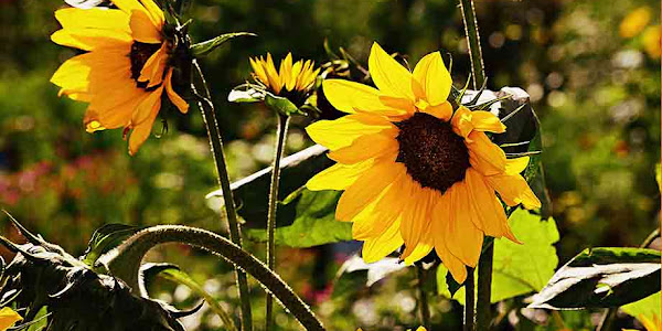 6 Benifits of Sunflower Seed, Soorajmukhi Ke Beejh Ke Fayede