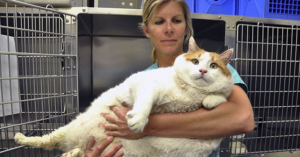 The Cat That Caused The Guinness World Records To Stop Giving Fat