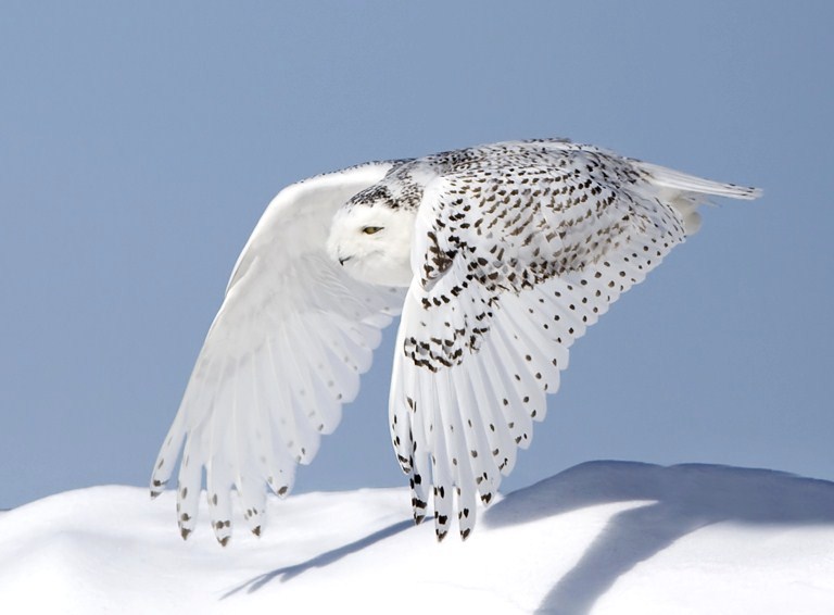 Белая сова занесена в красную. Белая сова фотообои. snow eagle бумага. троган птица.