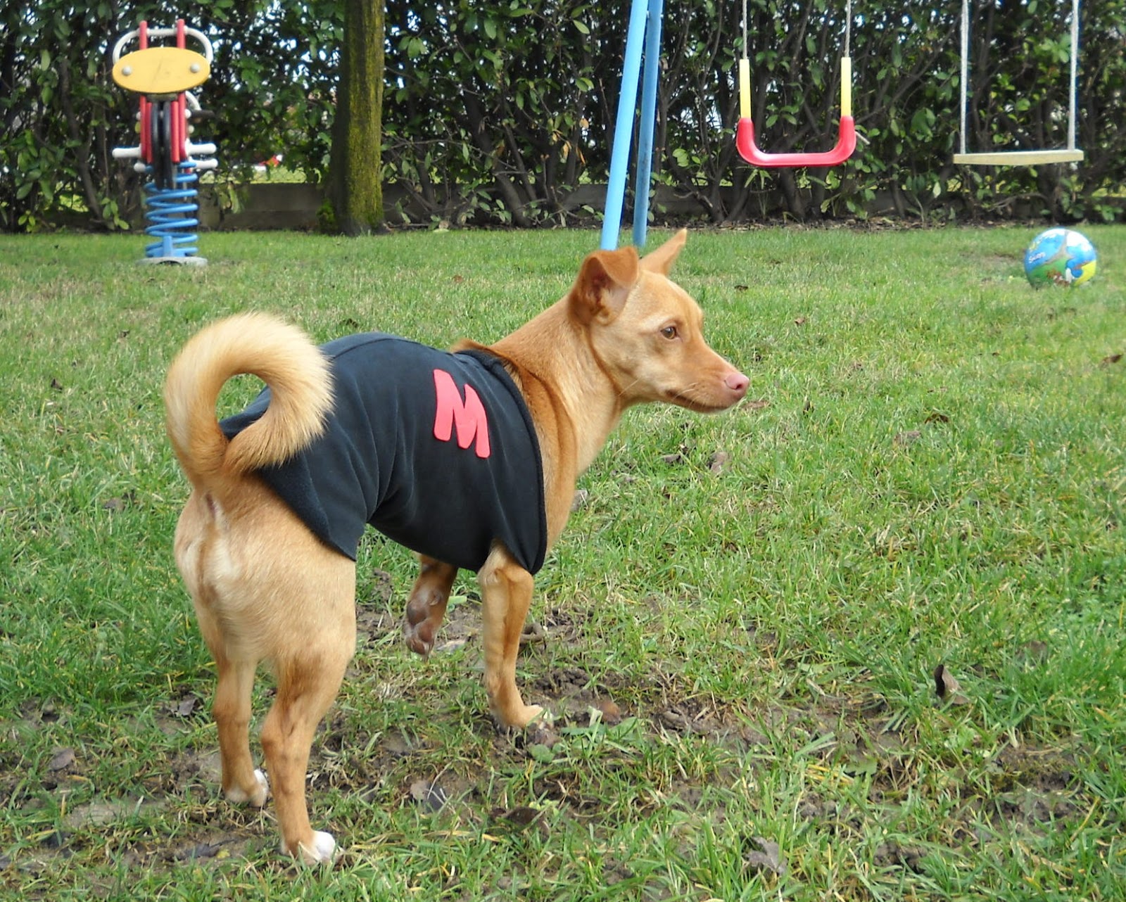 emergenza pitbull nei canili: «Pericoloso un terzo dei cani