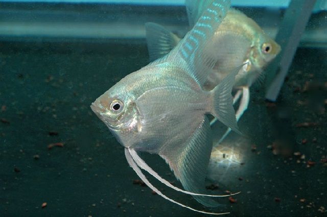 Budidaya Ikan Manfish (Ikan Bidadari) dengan Pakan Alami Cepat Besar Budidaya Ikan Manfish (Ikan Bidadari) dengan Pakan Alami Cepat Besar