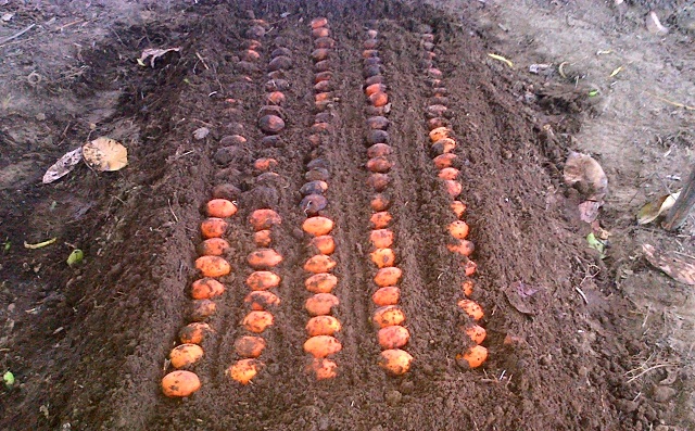 Sukses berkebun pinang sangat ditentukan oleh bibit. Bibit merupakan salah satu faktor penentu keberasilan dalam usaha budidaya pinang.