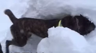 Σκύλοι - διασώστες εκπαιδεύονται στο χιόνι