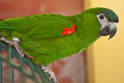 Hahn's Macaw Mini 