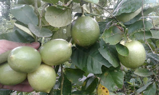 Jual Jeruk Lemon Di Malang Berkualitas dan Murah