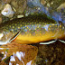 Top 10 Wild Trout Brooks in the Vermont Green Mountains