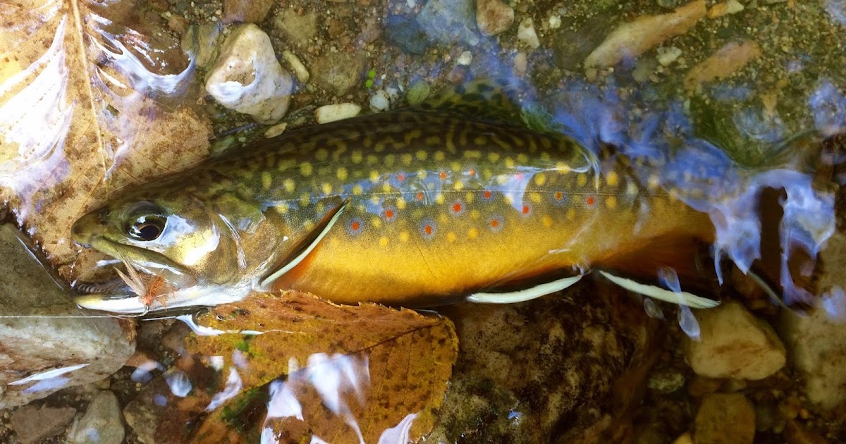 Vermont Fly Fishing Top 10 Wild Trout Brooks in the Vermont Green